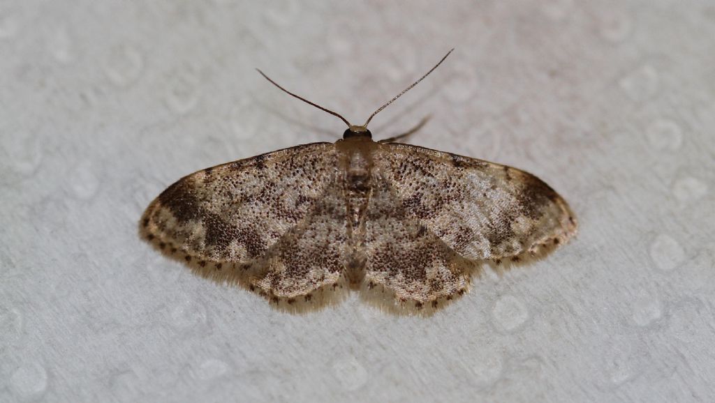 Richiesta di identificazione: Idaea inquinata - Geometridae